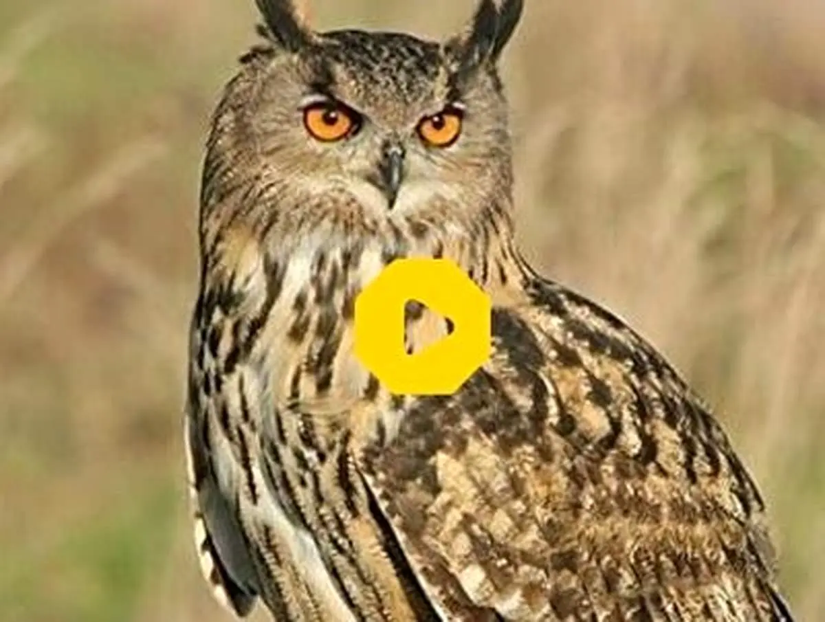 نجات جغد شاخدار غول پیکر از روی دکل فشار قوی برق+فیلم