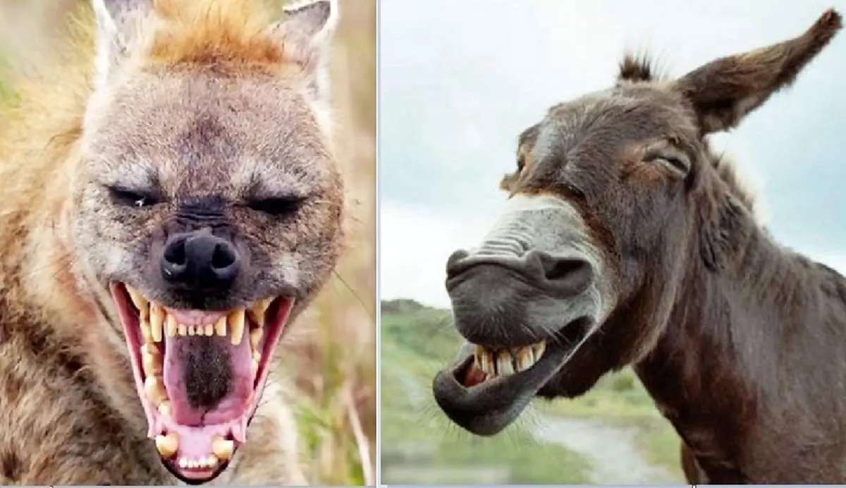 بلایی که الاغ سر کفتار آورد! + فیلم