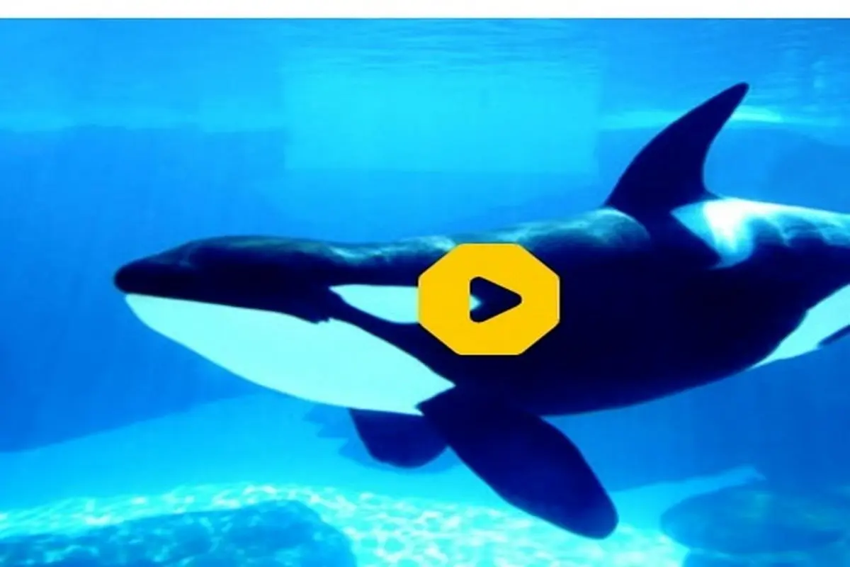 رویارویی شگفت‌انگیز با نهنگ‌ های قاتل در کامچاتکا+ فیلم