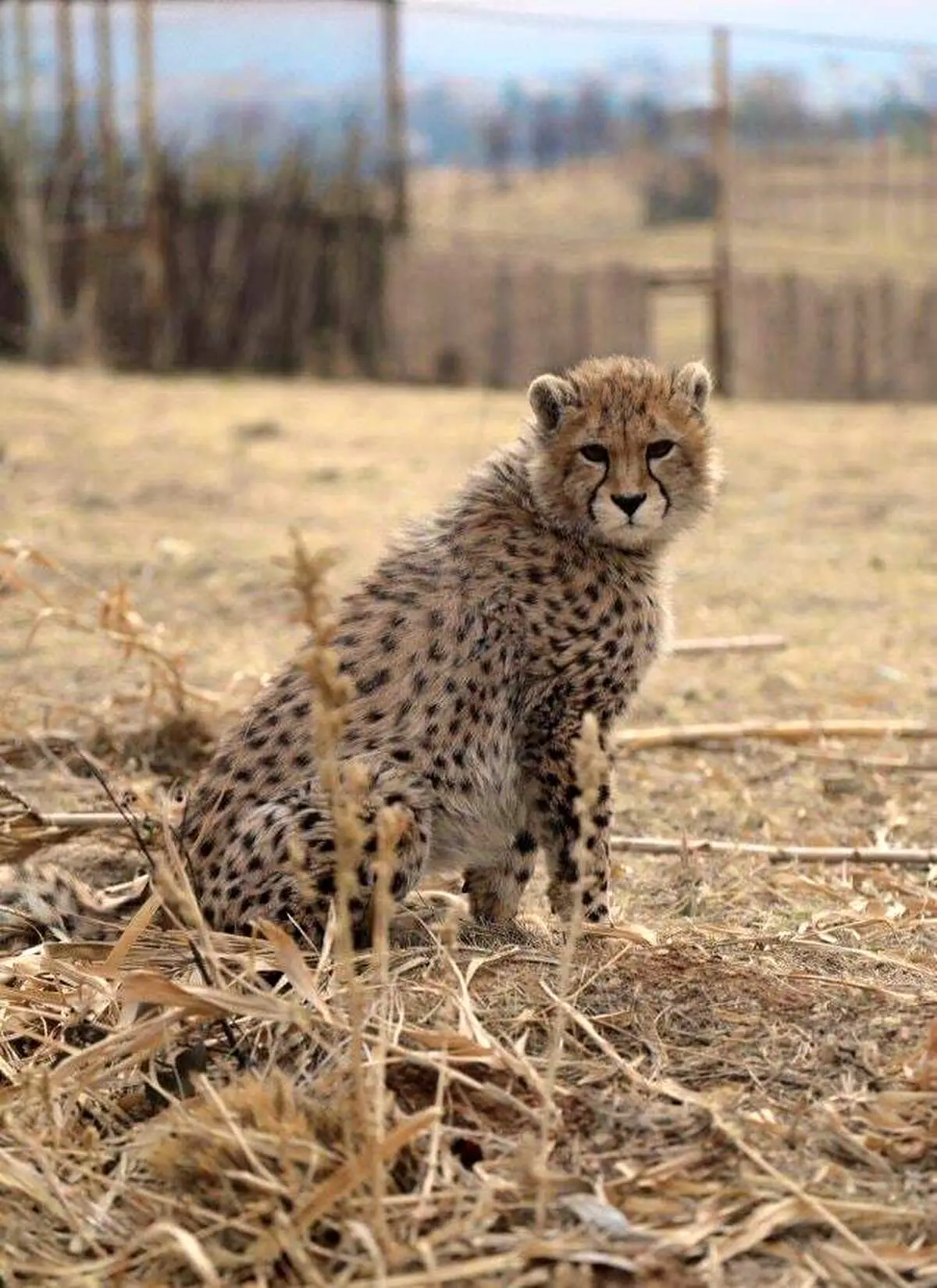 یال و کوپال پیروز ۸ ماهه + عکس داغ