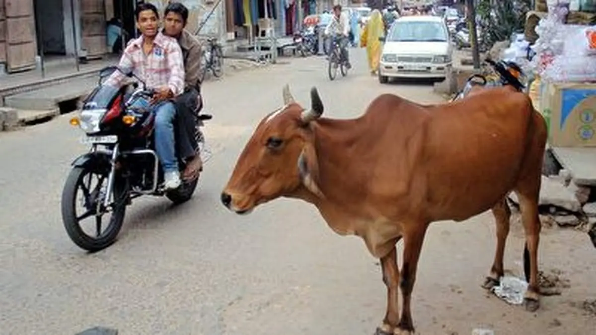 لحظه وحشتناک حمله گاو وحشی به مردی در خیابان + فیلم