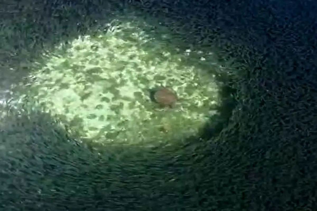 ویدئوی فوق العاده زیبا از شنای مسالمت آمیز لاک پشت دریایی در میان انبوه ماهی ها