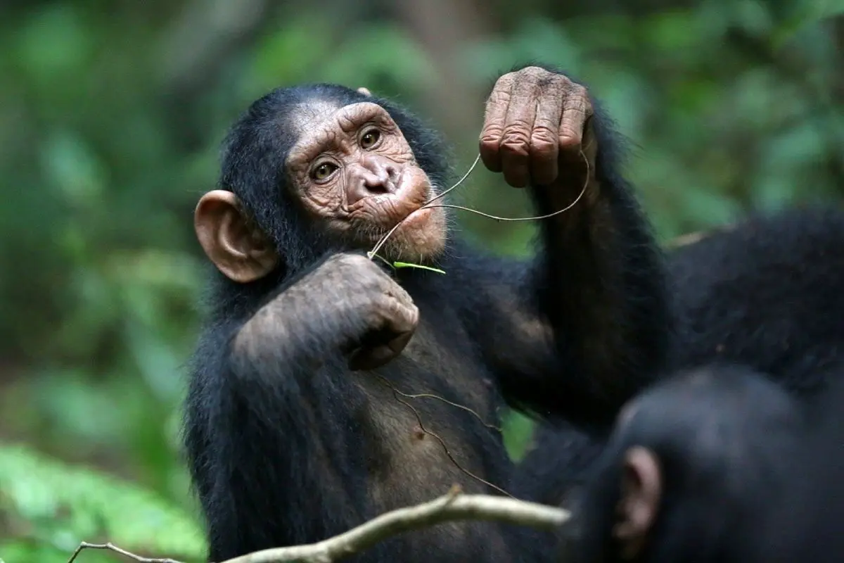 واکنش جالب شامپانزه پس از دیدن خود در آیینه + فیلم
