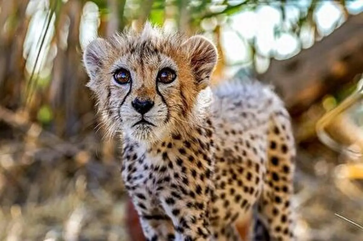 بازدید المیرا شریفی مقدم از پیروز، توله یوز ایرانی+ فیلم