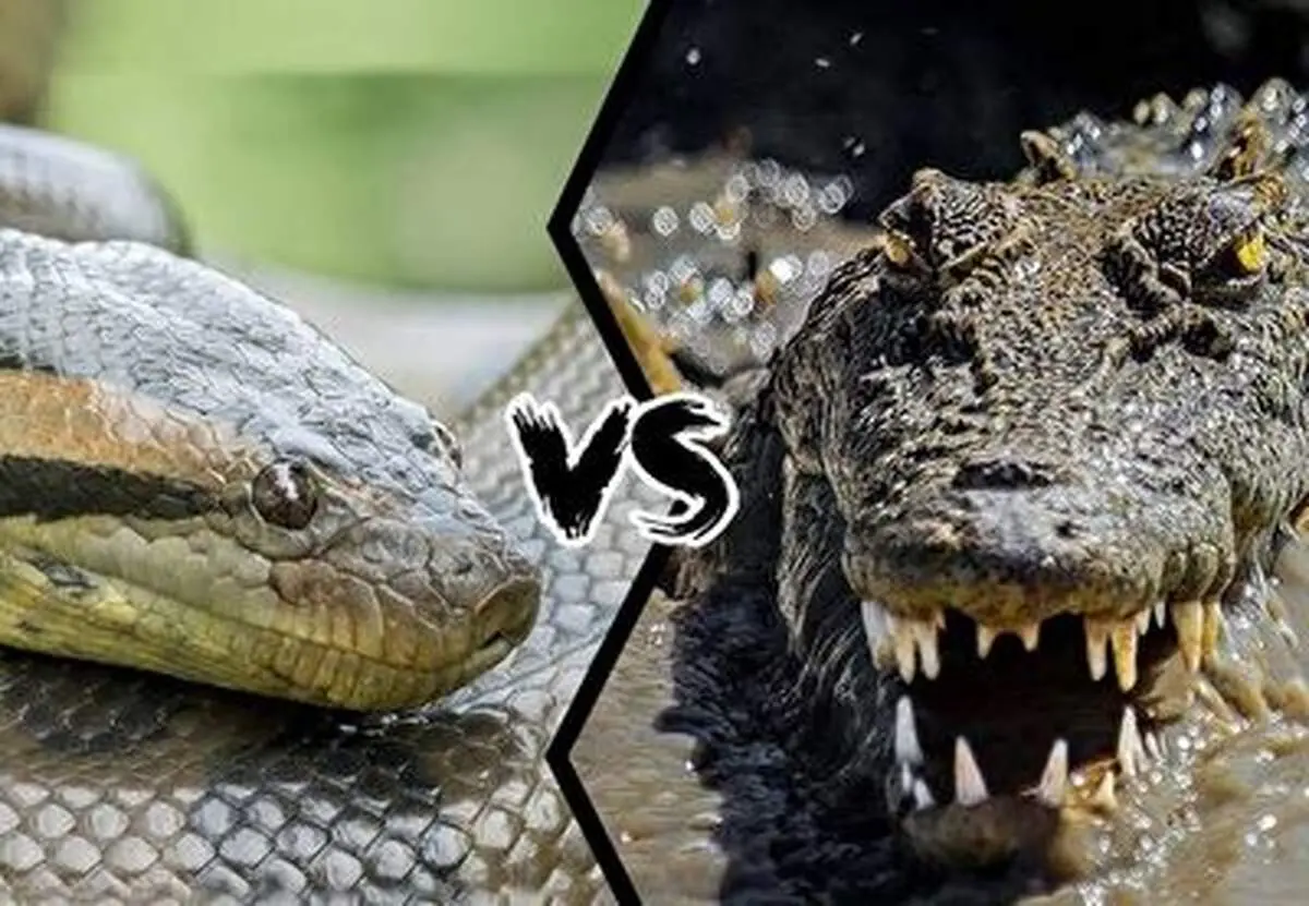 بلعیده شدن یک مار پیتون غول پیکر توسط تمساح!+ فیلم