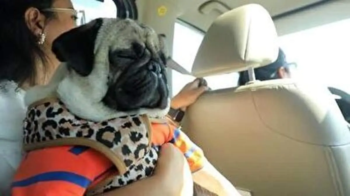 تاکسی لاکچری مخصوص حیوانات خانگی در دبی!+ فیلم