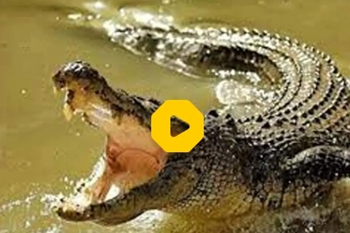 ویدئوی پربازدید از شوخی عجیب و غریب با یک کروکودیل