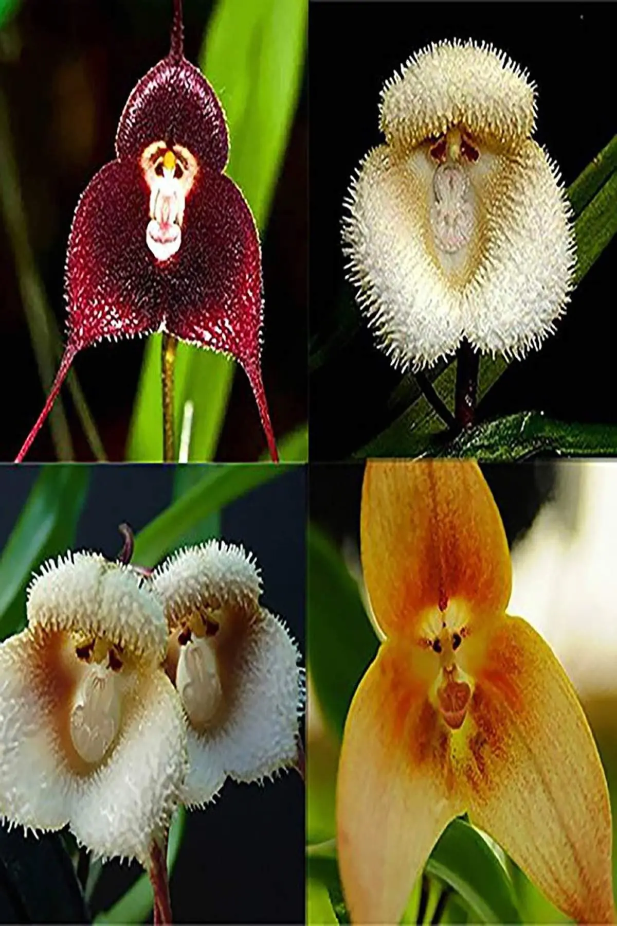 گیاهی که ممکن است با میمون اشتباه گرفته شود +عکس