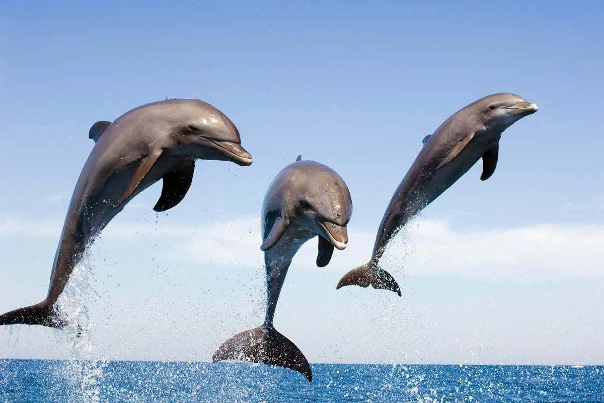 دلفین‌ها هم آلزایمر می‌گیرند