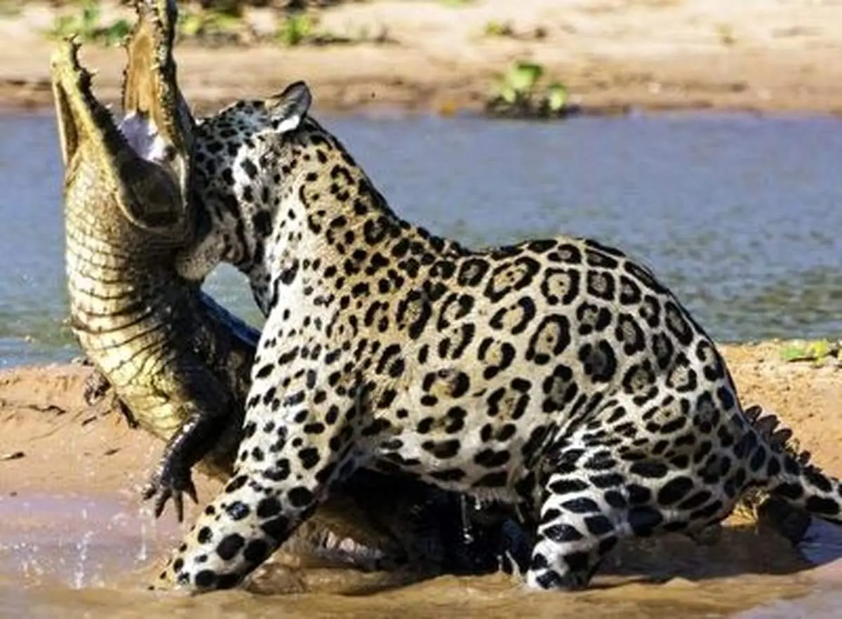 عاقبت وحشتناک کروکودیل حواس پرت در مواجهه با جگوار!+ فیلم