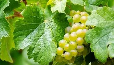 طرز نگهداری برگ مو در فریزر برای مدت طولانی