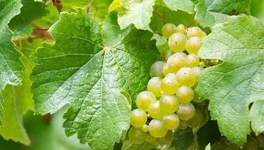 طرز نگهداری برگ مو در فریزر برای مدت طولانی