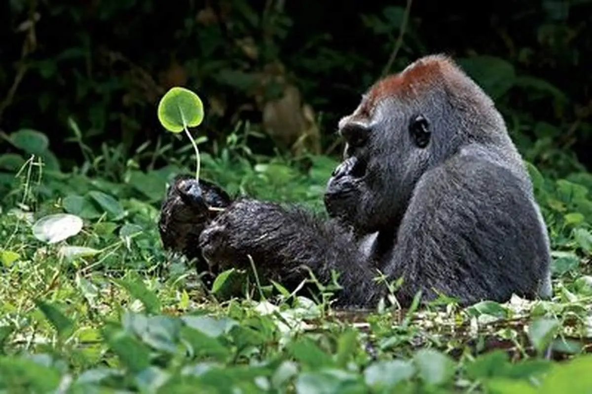 هوش و خلاقیت باورنکردنی دو گوریل!+ فیلم