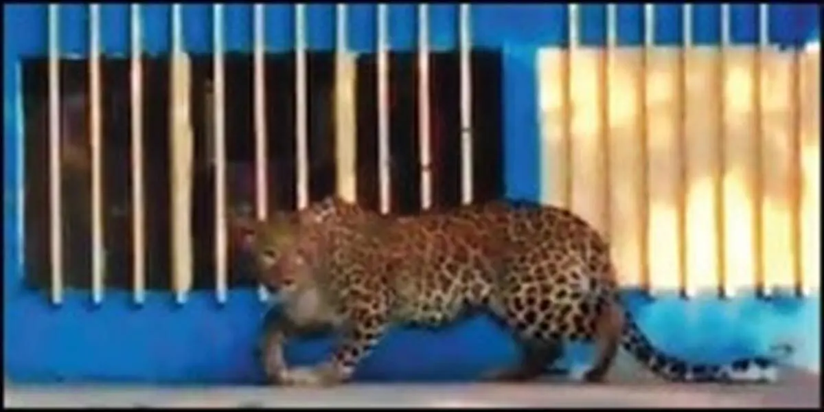 ورود پلنگ به پادگان صفر یک تهران!