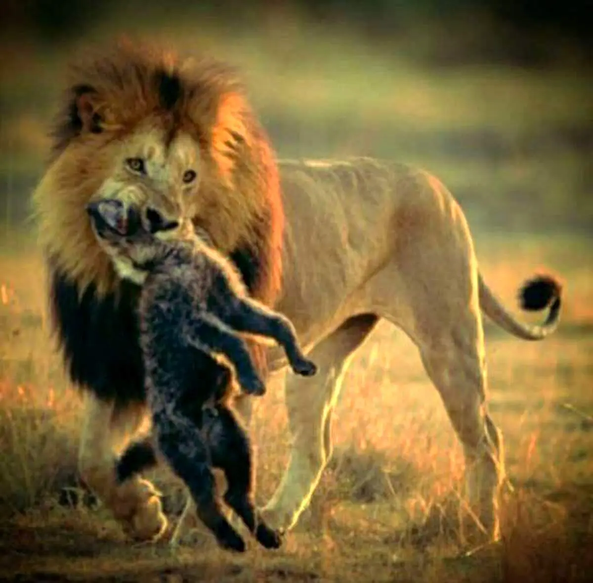 کمپین نخجوانی های خواستار الحاق به ایران خبرساز شد+ عکس