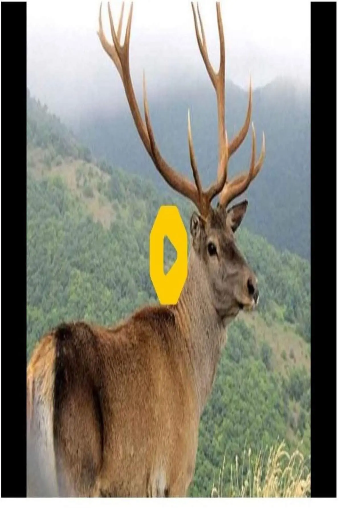 آخرین تصاویر ثبت شده از مرال در ارتفاعات جنگل هیرکانی مازندران + فیلم