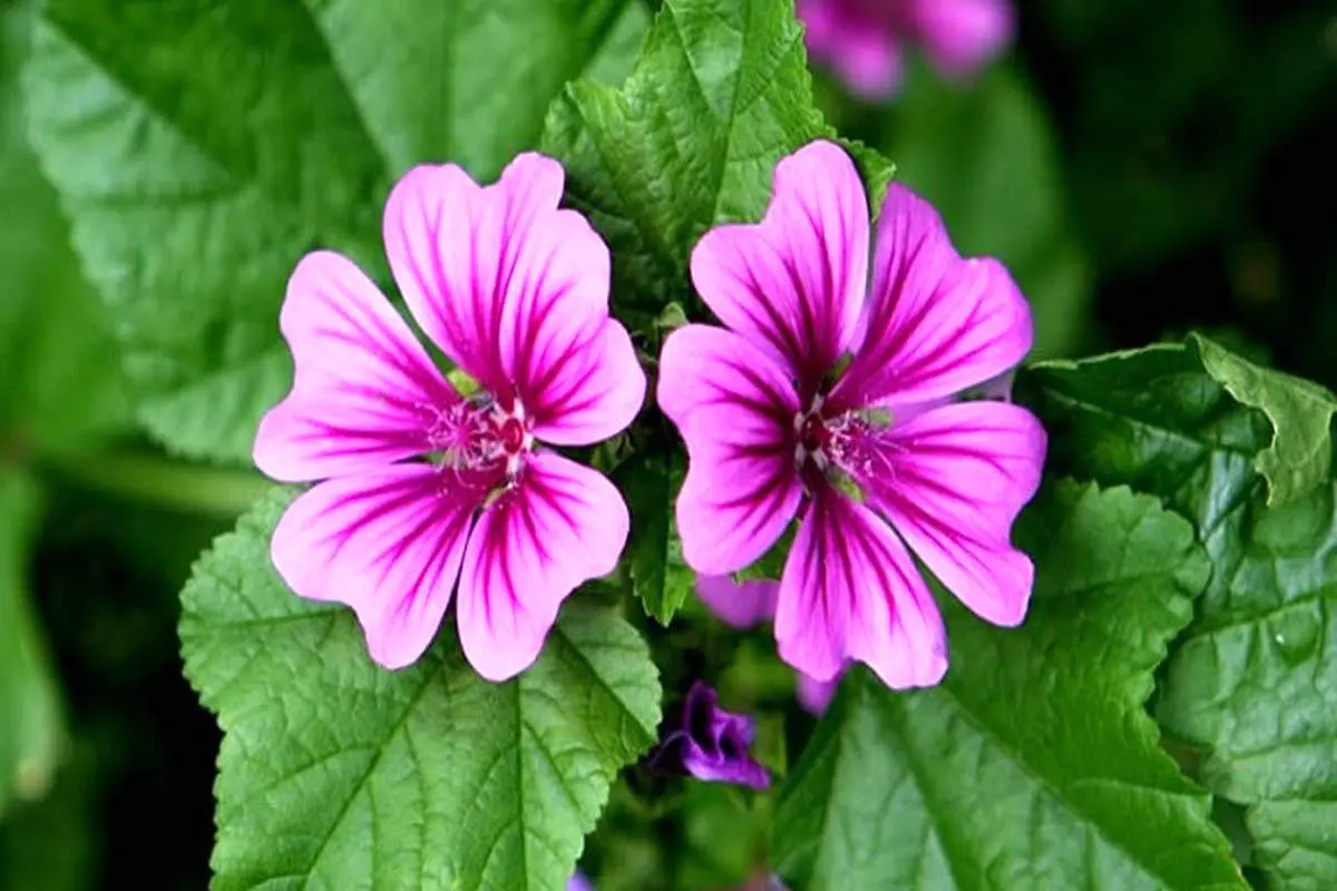 کاربرد گل ختمی یا همان پنیرک + فیلم