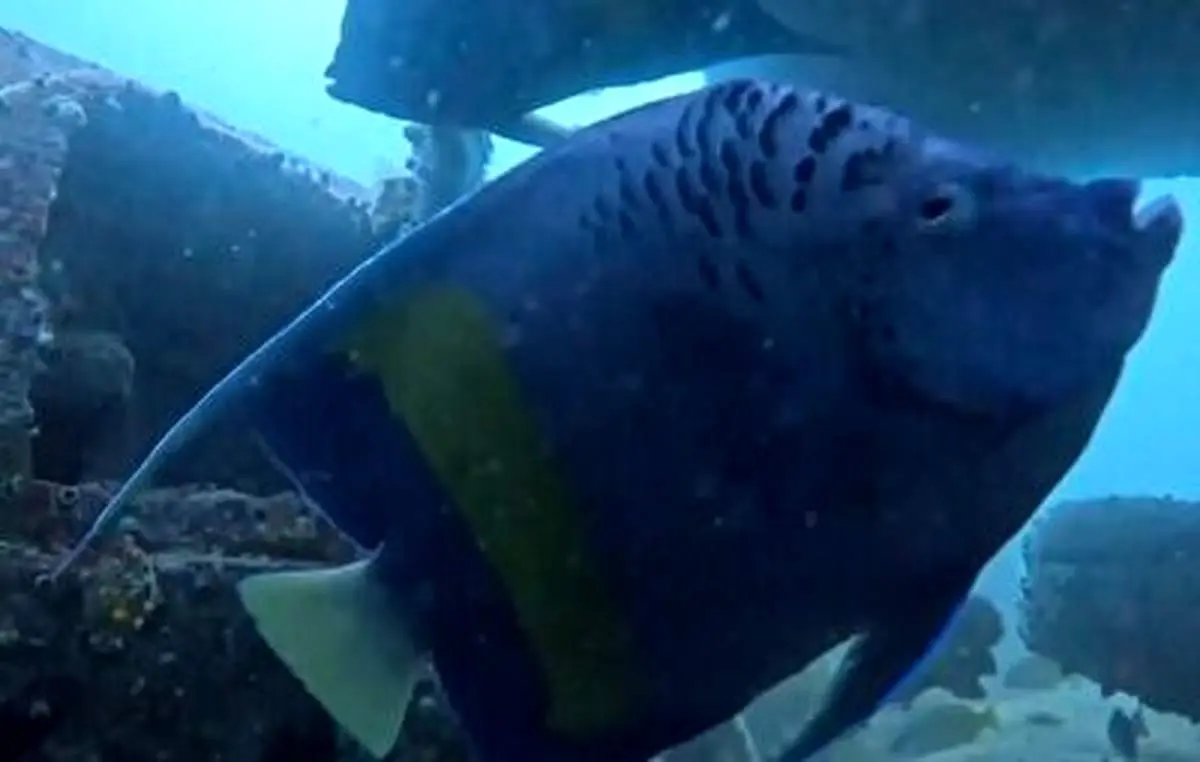 خودرویی در دل خلیج فارس که خانه ماهی‌های رنگارنگ شده است!+ فیلم