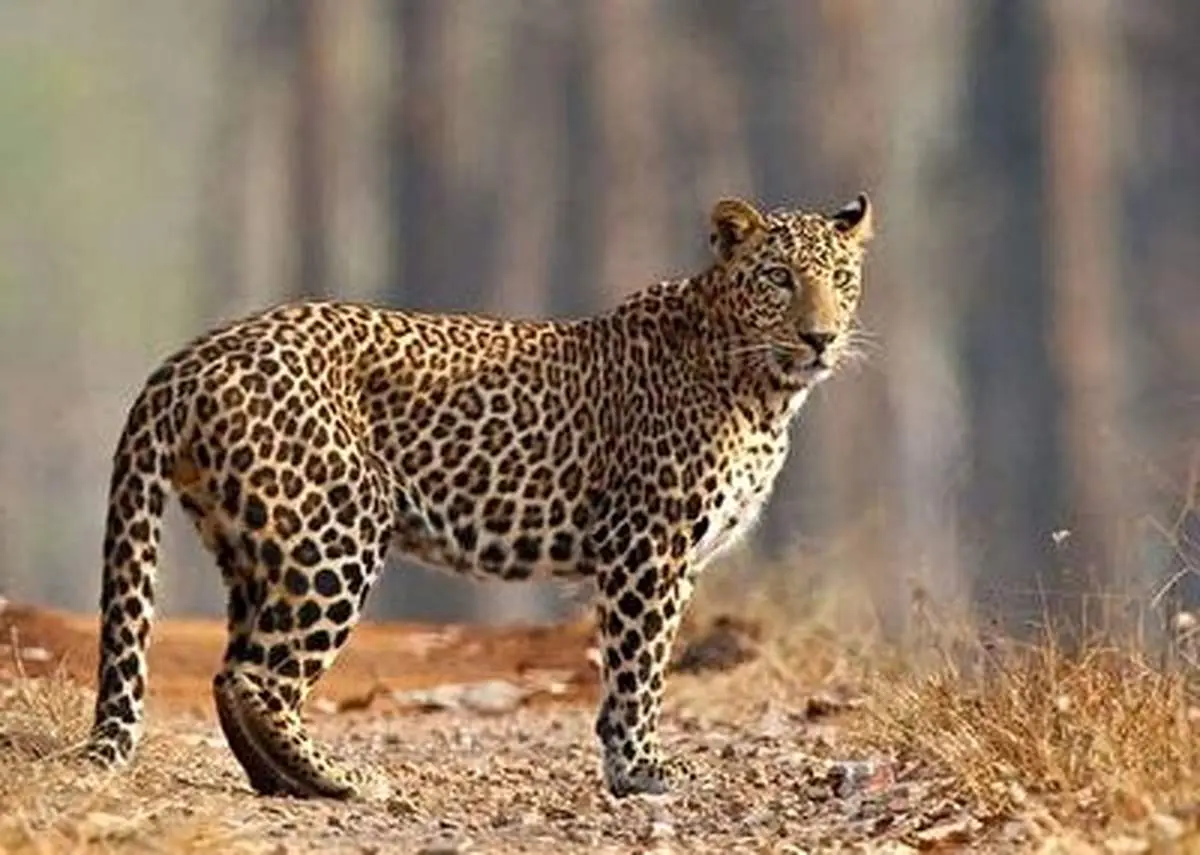 پلنگ سرخه حصار به محل زندگی خود بازگشت+ فیلم