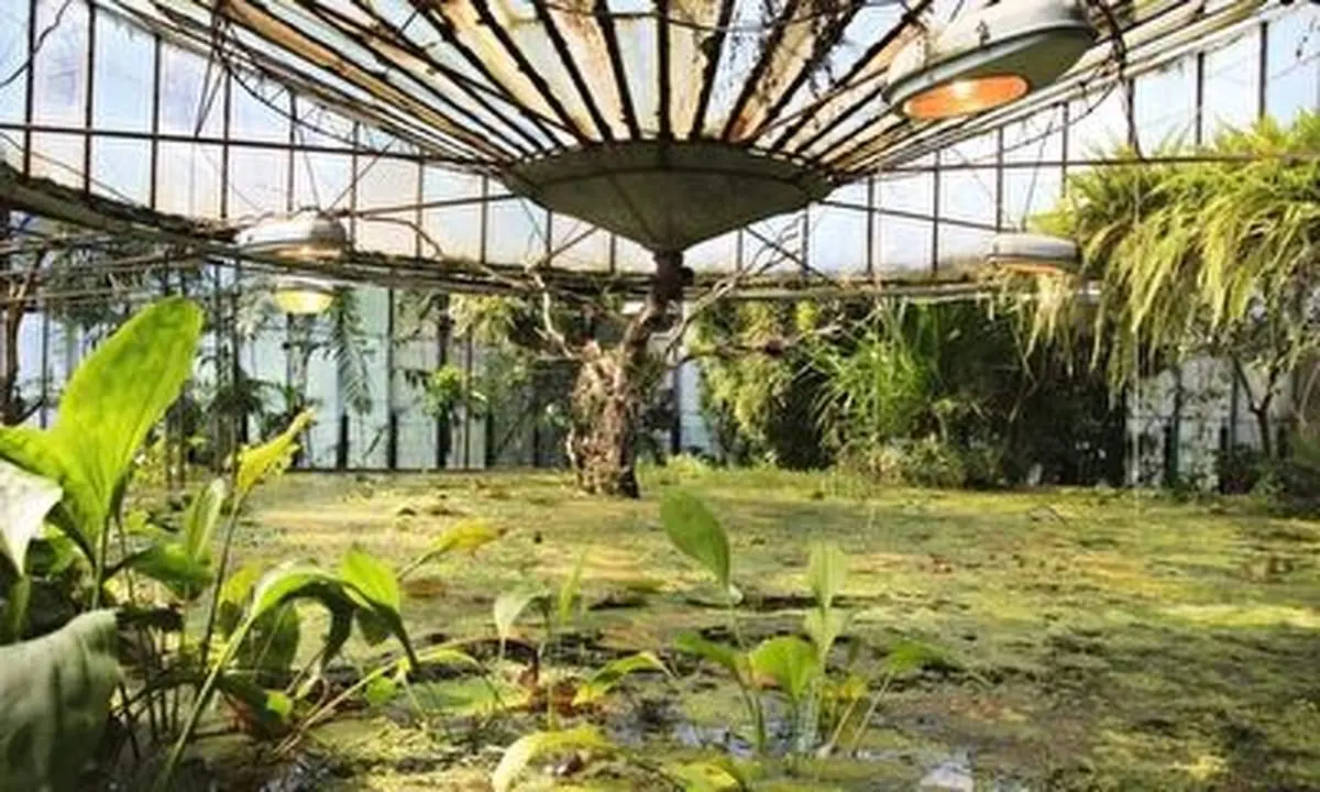 روزهای سخت باغ گیاه‌شناسی کی‌یف در روزهای جنگ!+ فیلم