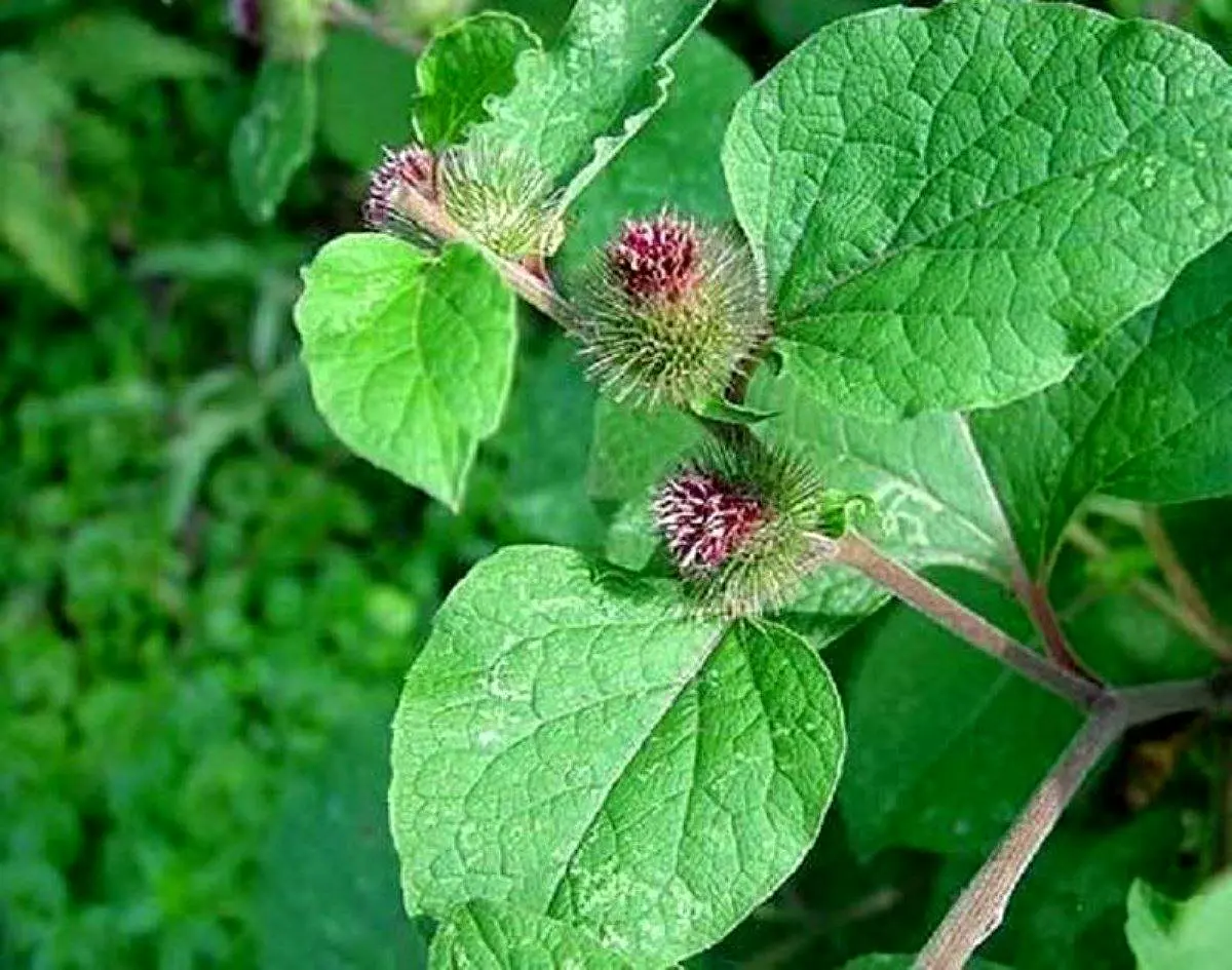 خون خود را با گیاه "بابا آدم" تصفیه کنید