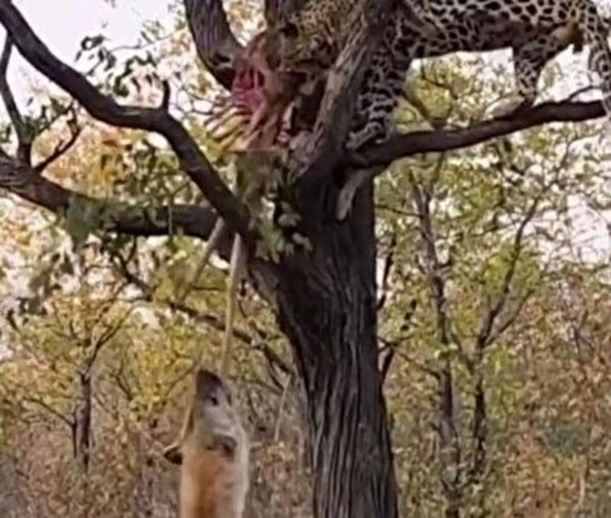 قدرت نمایی پلنگ در برابر کفتار و ایمپالا!+ فیلم