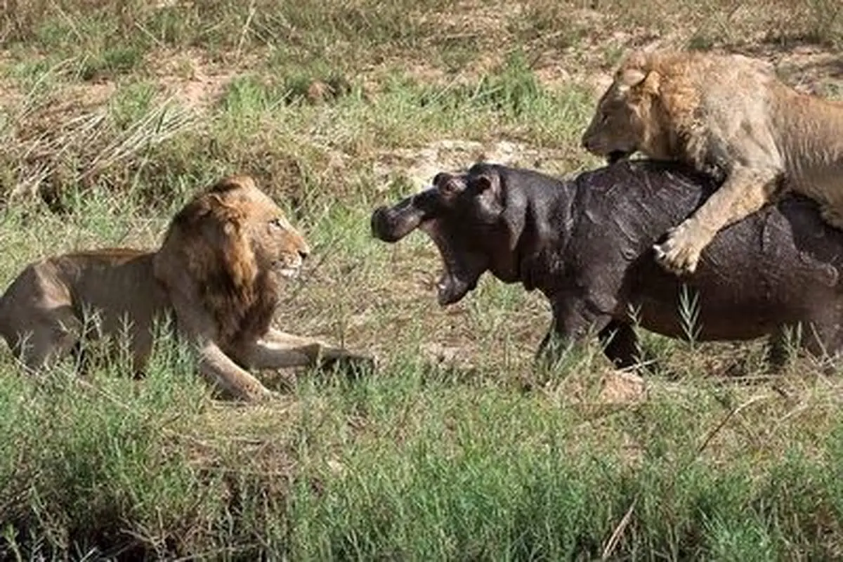 شکار حیوان بزرگ تنبل توسط گله شیر‌های وحشی!+ فیلم