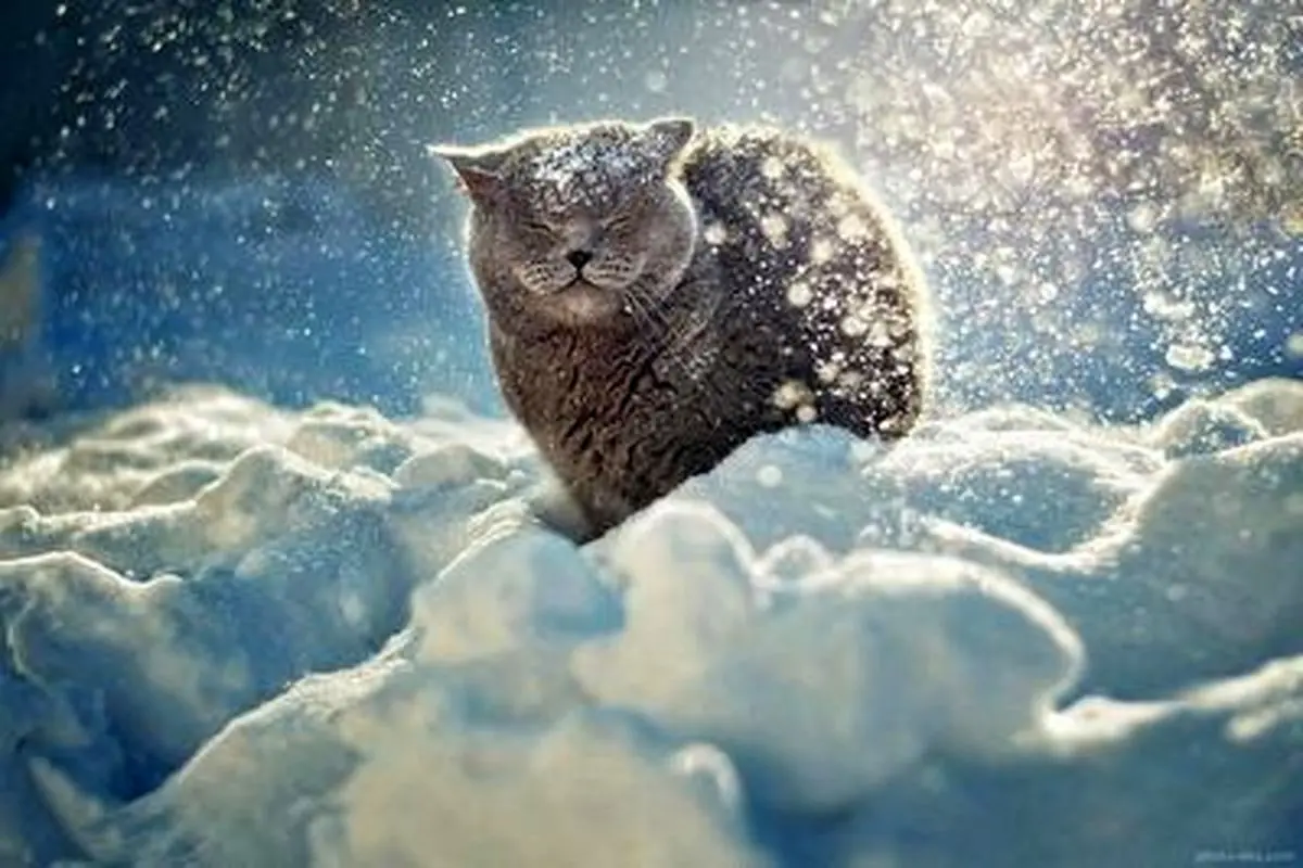 لحظه تلاش دیدنی یک گربه باهوش برای رهایی از برف+ فیلم