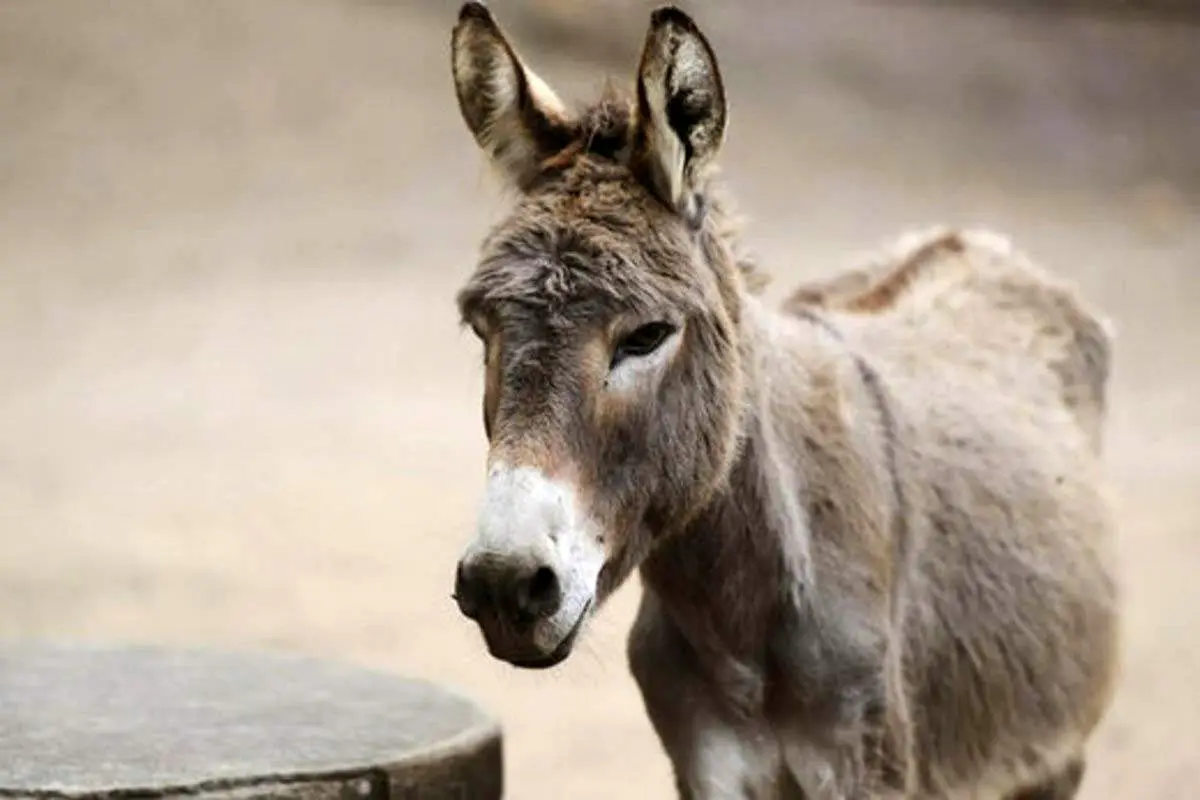 حمله الاغ به دو سگ+ فیلم