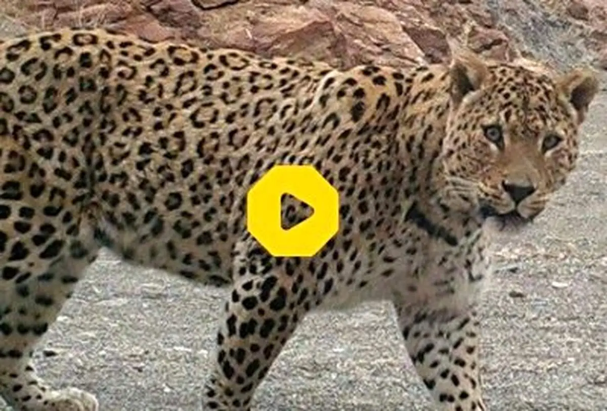 لحظه دیدنی استتار فوق العاده پلنگ زیبا هنگام مواجهه با محیط‌بان+فیلم