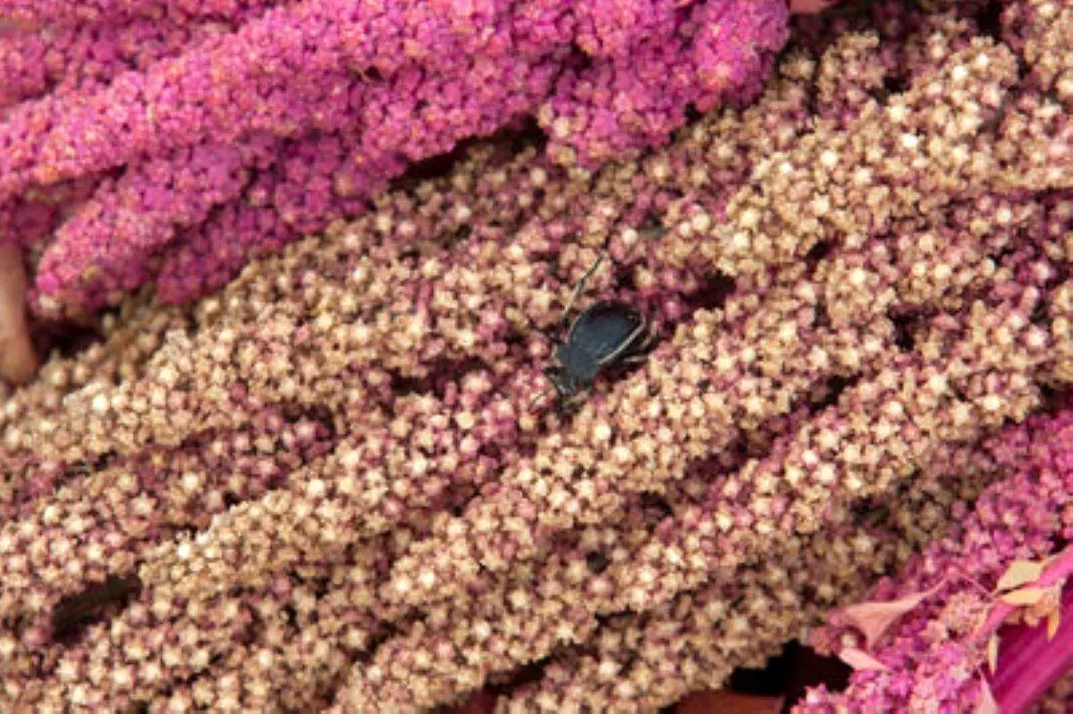 جایگزین برنج از راه رسید/ از خاویار گیاهی چه می دانید؟