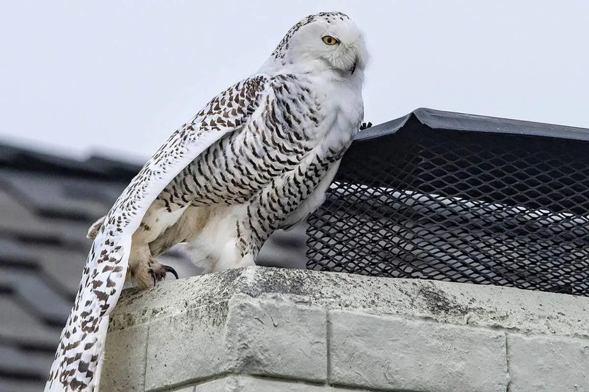 جغد برفی پس از ۱۰۰ سال دیده شد + فیلم