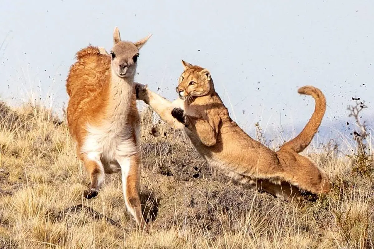 فرار معجزه آسای گواناکو از دست پومای گرسنه + فیلم