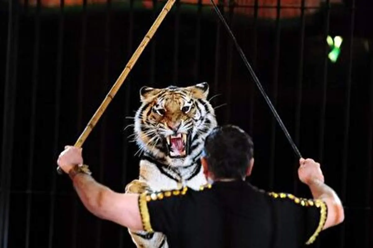حمله وحشیانه یک ببر به مربی‌اش در نمایش سیرک!+ فیلم