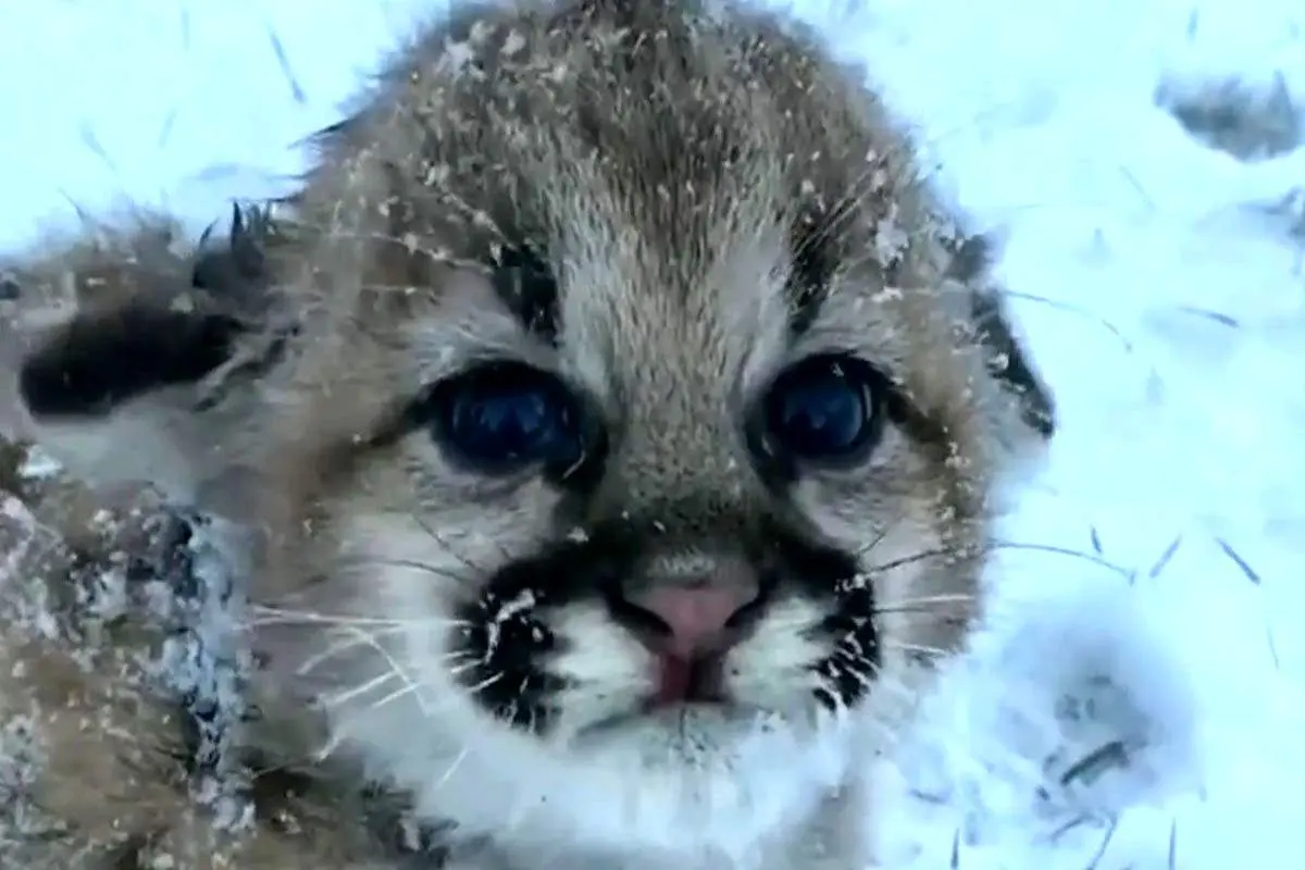 مظلوم‌ترین توله یوز دنیا+ فیلم