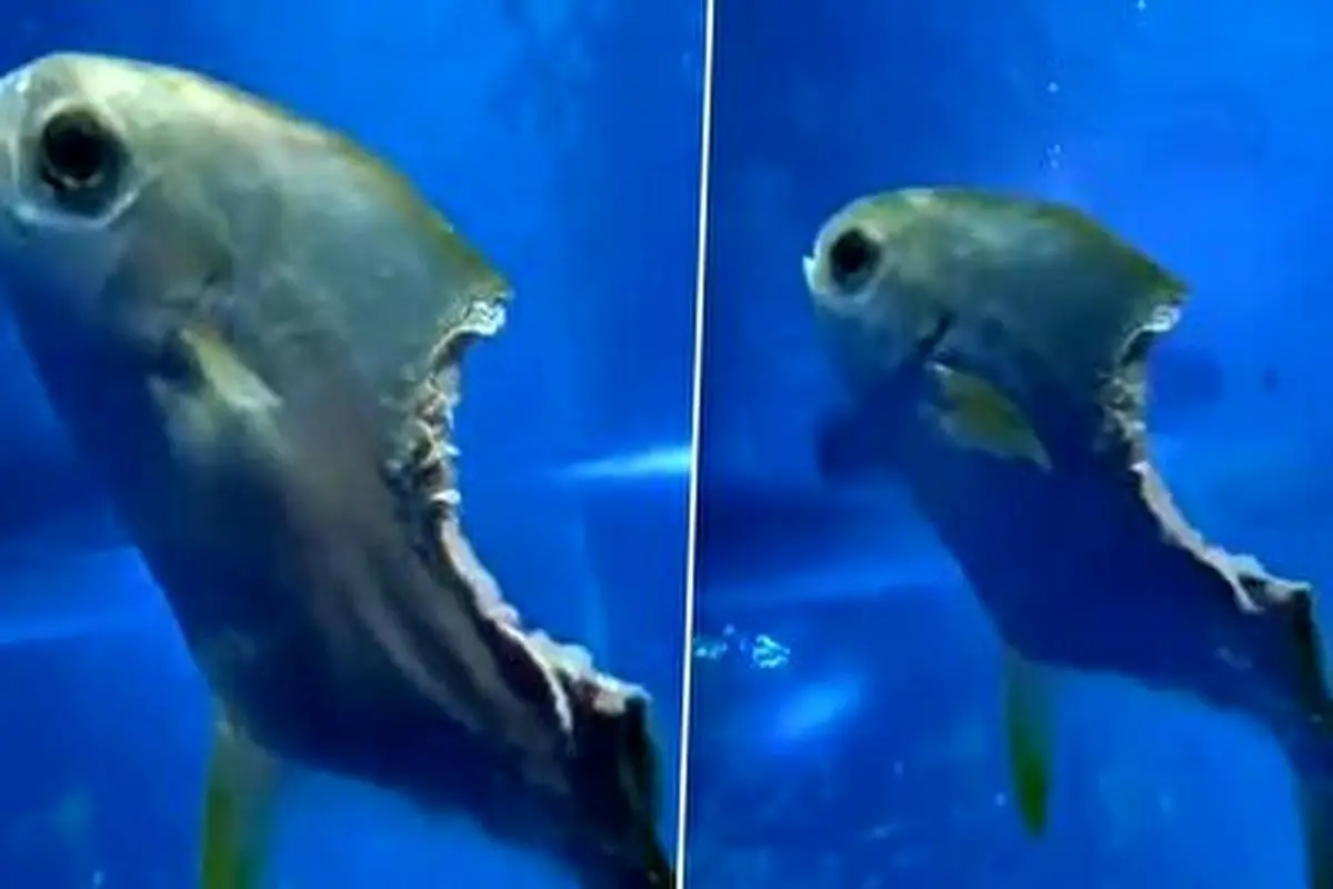 زندگی عجیب و باورنکردنی یک ماهی نصفه خورده شده در اعماق دریا!+ فیلم