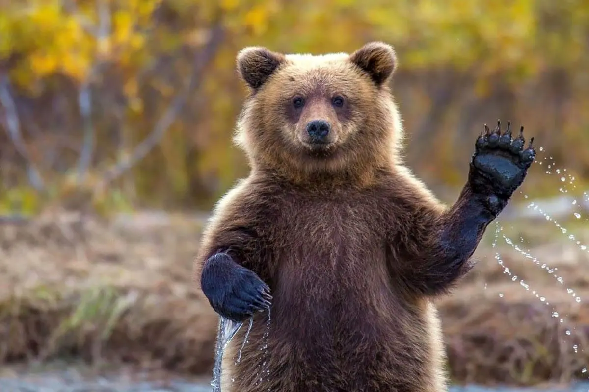 رابطه عجیب بین خرس و جنگلبان + فیلم
