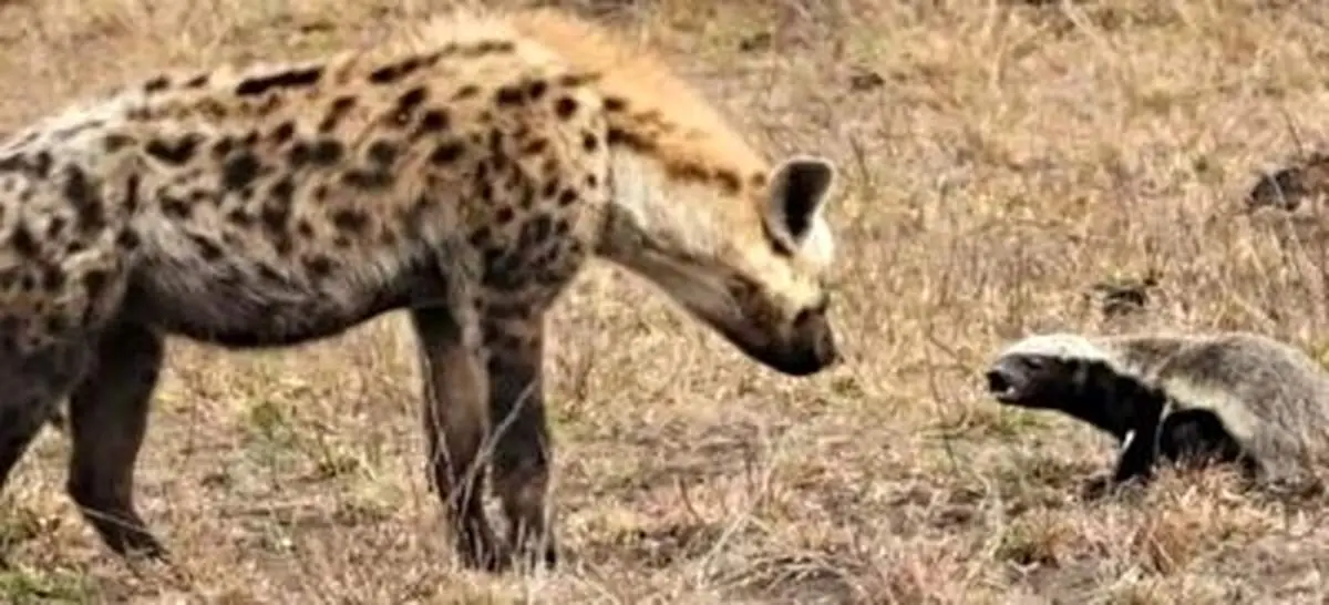 نبرد باورنکردنی گورکن عسل خوار با کفتارها+ فیلم