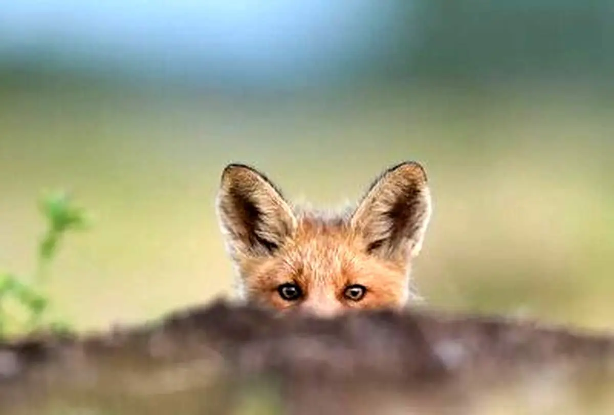 ویدئویی عجیب از روباهِ دوپا که مانند انسان حرکت می‌کند!+ فیلم