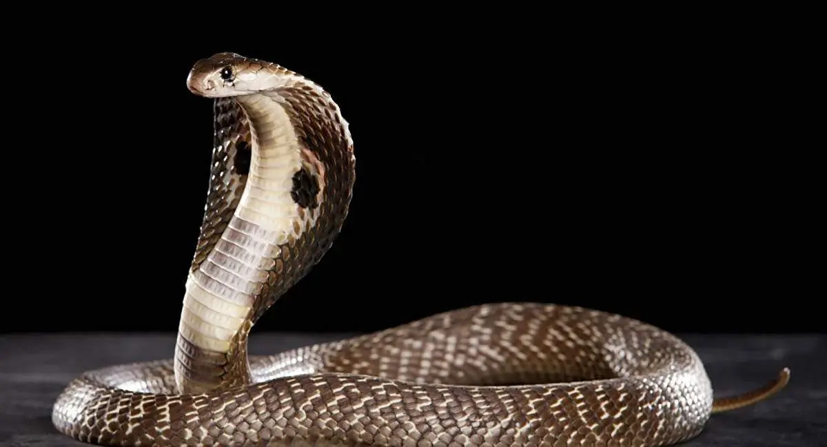 دختر هندی از پس مار کبری بر آمد+ فیلم