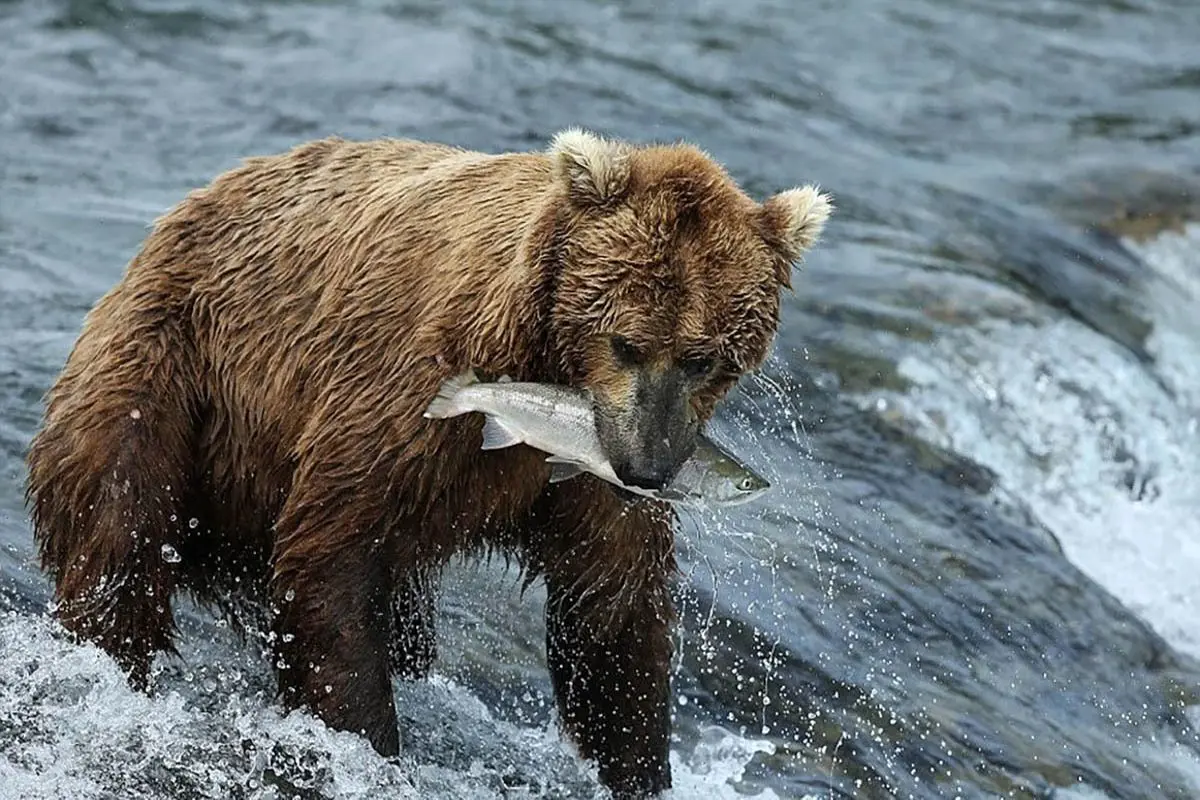 شکار حرفه‌ای خرس+ فیلم