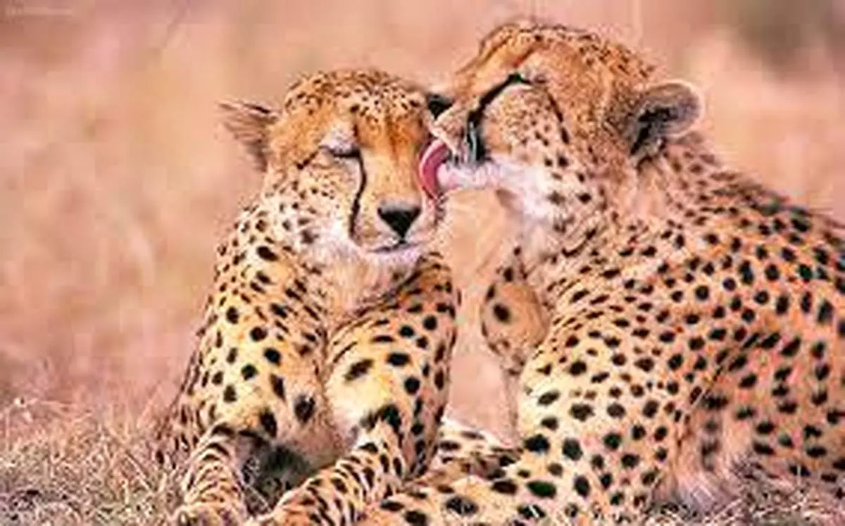 ویدئویی جذاب از دو پلنگ عاشق+ فیلم