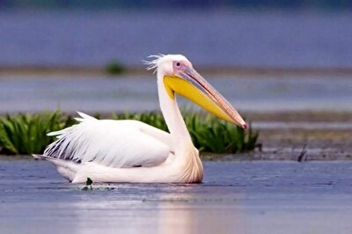 لحظه هیجان انگیز نشستن یک پلیکان روی آب+ فیلم