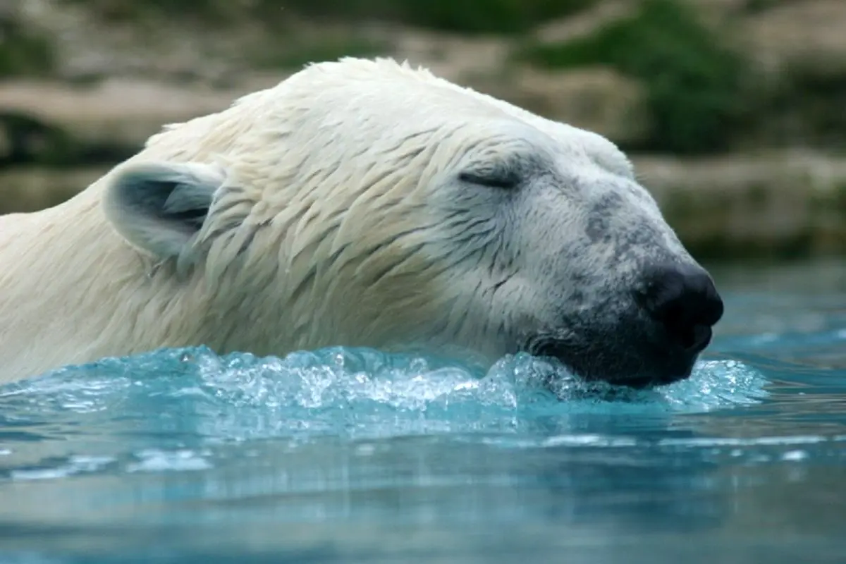 وفق دادن خرس قطبی فیزیکدان با محیط