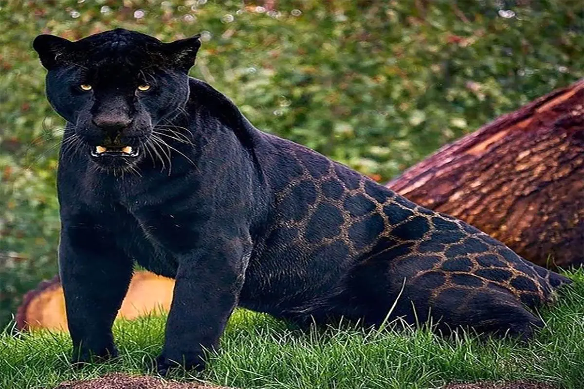 نبرد سهمگین جگوار با مار عظیم الجثه! + فیلم