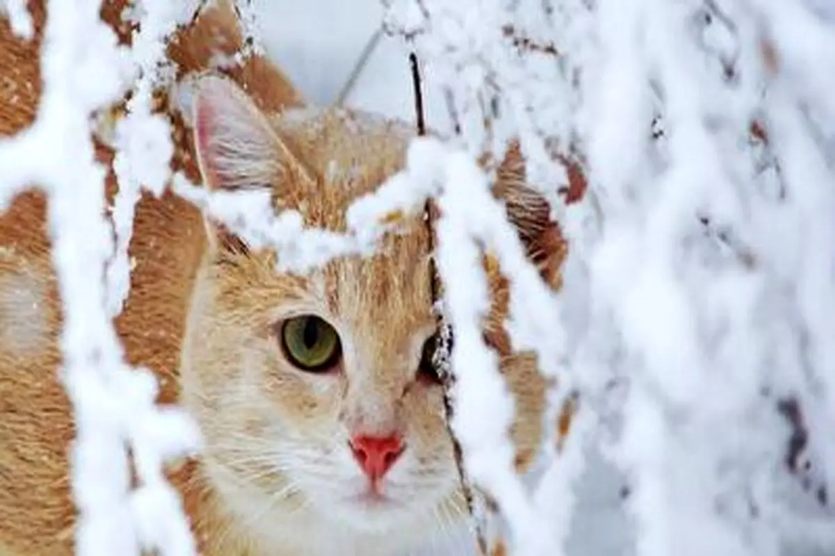 منجمد شدن یک گربه به دلیل سرمای شدید ازبکستان+ فیلم