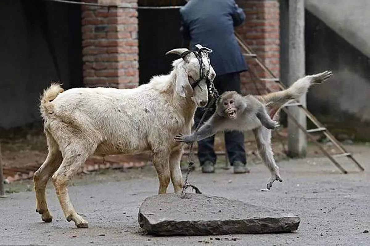 بازی جالب بچه میمون بازیگوش با بز+فیلم