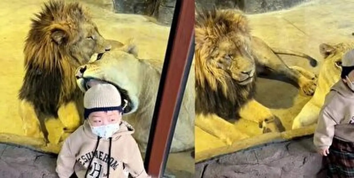 لحظه وحشتناک تلاش شیر برای بلعیدن کودک نوپا+ فیلم