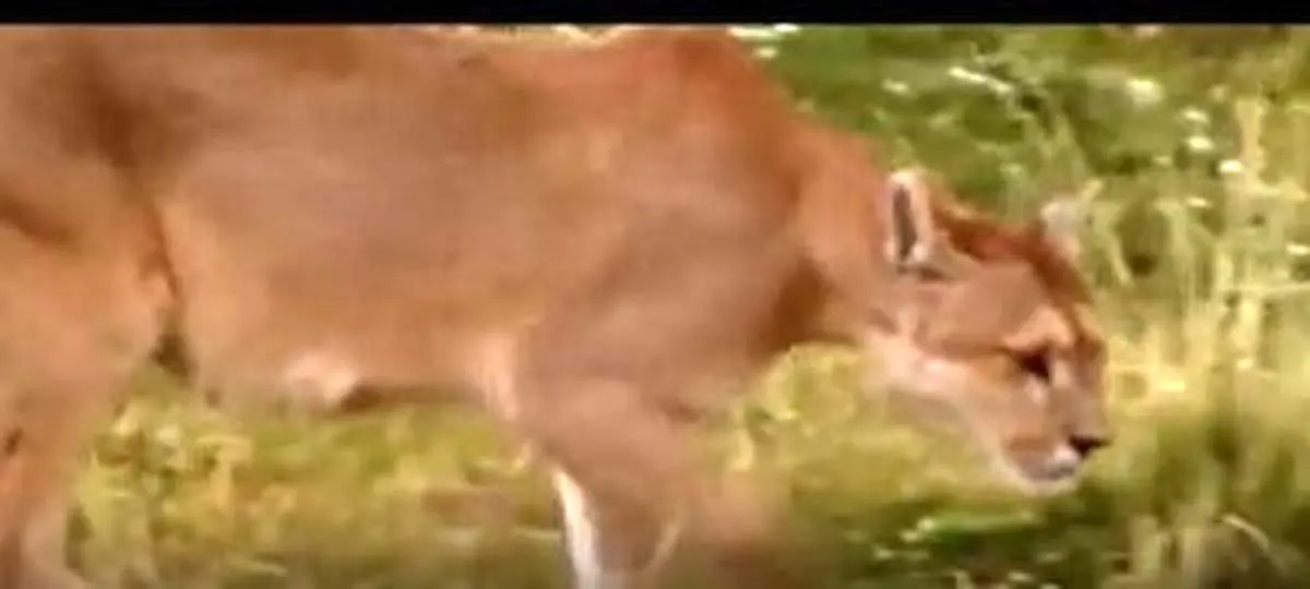 خرس گریزلی به شکار شیر رفت!  + فیلم