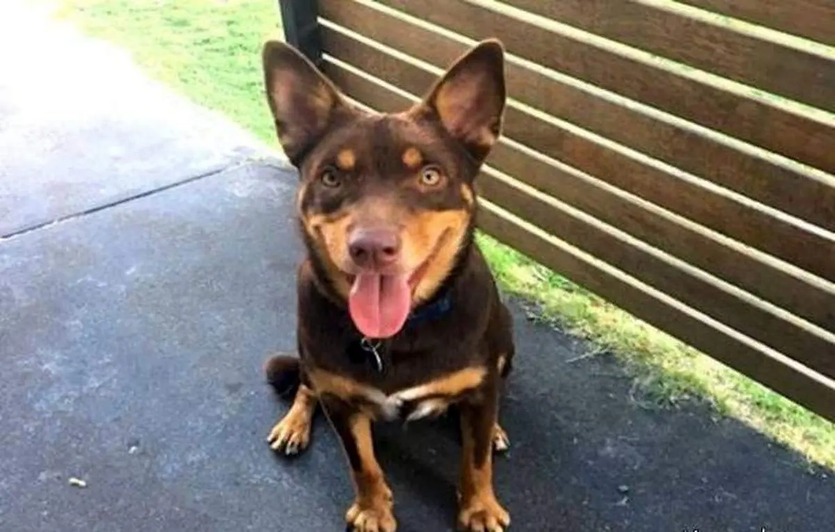 فیلم دلخراش از حمله‌ سگ وحشی